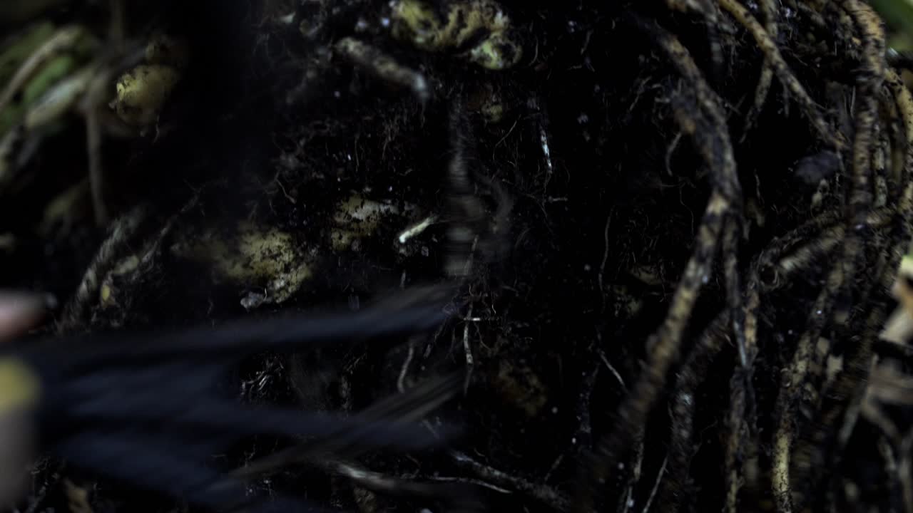 el uso de una herramienta de jardinería para cosechar la raíz de jengibre la cosecha de jengubre en plena floración jardinería en el hogar