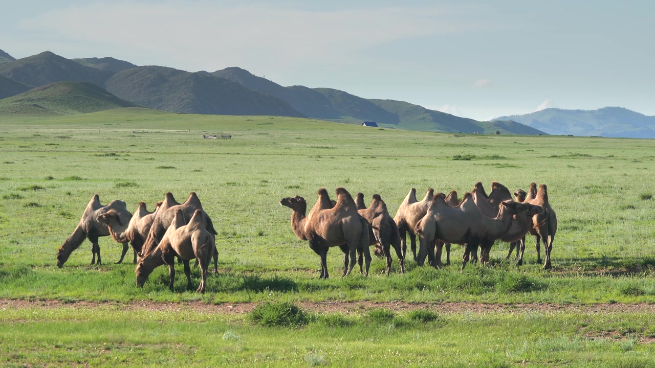 Kamelflok græssende på en stor mongolsk steppe