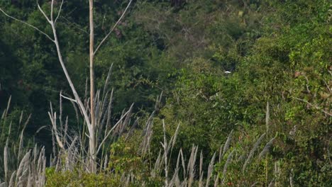 Seen-flying-deep-into-the-forest-as-the-camera-follows,-Asian-Woolly-necked-Stork-Ciconia-episcopus,-Near-Threatened,-Thailand