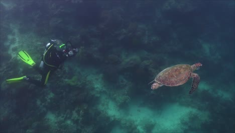 Buzo-Femenino-Filmando-Tortuga-Verde-Con-Cámara-Submarina-Gopro