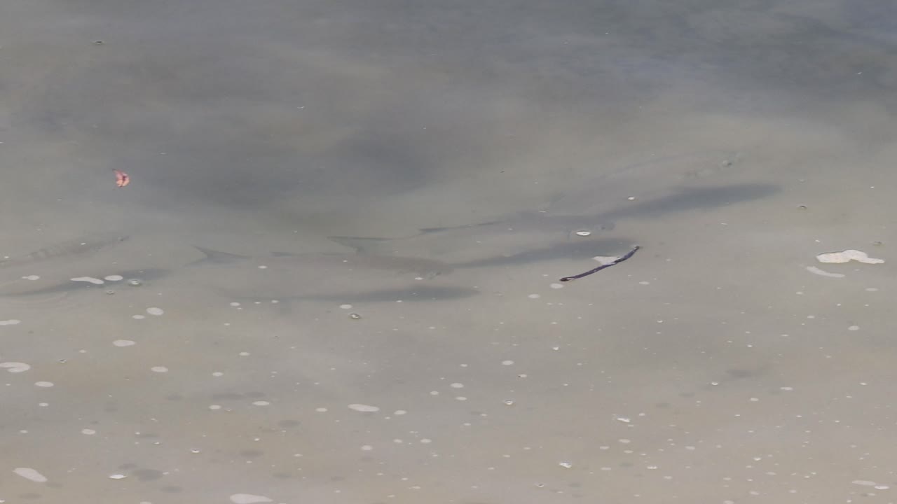 Multiple sharks glide through sandy, shallow waters