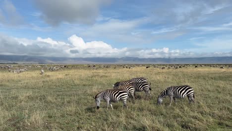 grant's zebras (equus quagga boehmi) grazing in ngorongoro crater, tanzania.