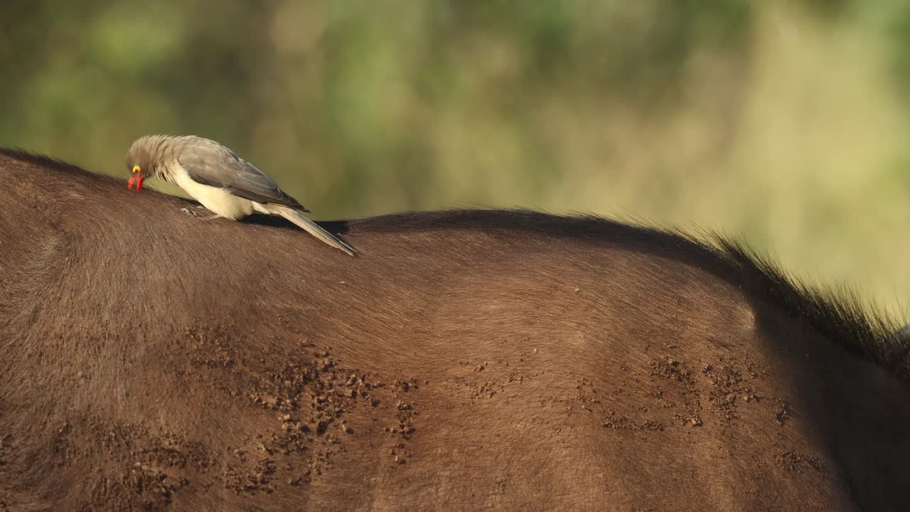 A red-billed oxpecker feeding on parasites and grooming the back of a Cape buffalo. Kruger National Park.