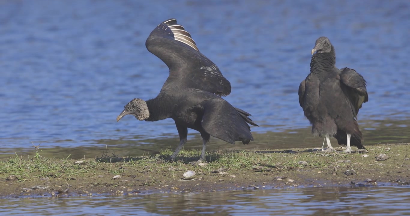 Due avvoltoi collorosso in piedi vicino all'acqua con le ali spiegate