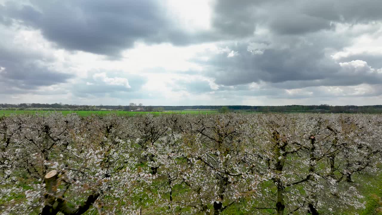 вишневое дерево цветет весной, воздушный вид с драматическим облачным небом