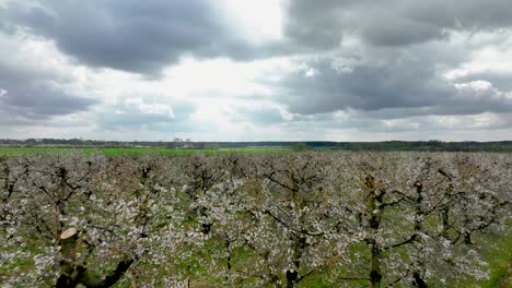 árbol de cerezo en flor en la temporada de primavera vista aérea con un cielo nublado dramático