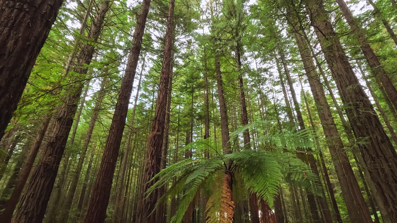 Tilt down from canopy to ground in a forest full of tall redwood pine trees, Rotorua, New Zealand