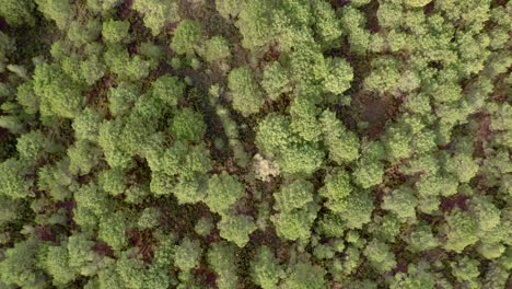 Mediterranean-pine-forest