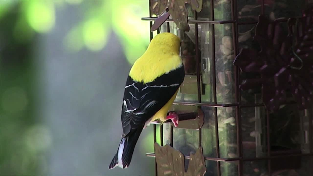 새 모이통에 금화