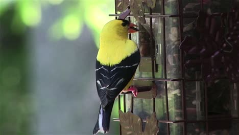 Ein-Stieglitz-An-Einem-Vogelhäuschen