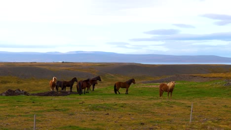 icelandic horses are small sturdy cultural icons known for friendly nature