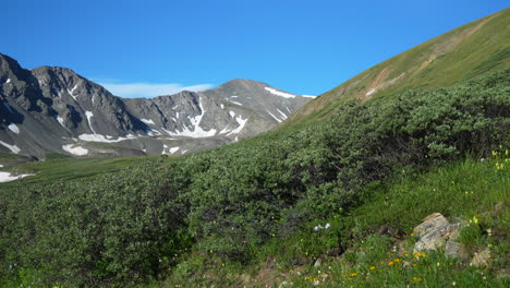 Filmischer-Zeitlupenschwenk-Nach-Links,-Grautöne-Und-Torreys,-14er-Gipfel-Der-Rocky-Mountains,-Colorado,-Mittag,-Sonniger-Sommer,-Gelbe-Wildblumen,-Friedlicher-Bach,-Blauer-Himmel,-Atemberaubender-Schnee-An-Der-Spitze,-Schöner-Morgen-Weit