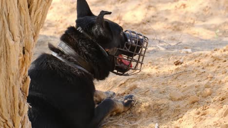 perro militar combativo con una barrera bucal con la lengua fuera sediento.