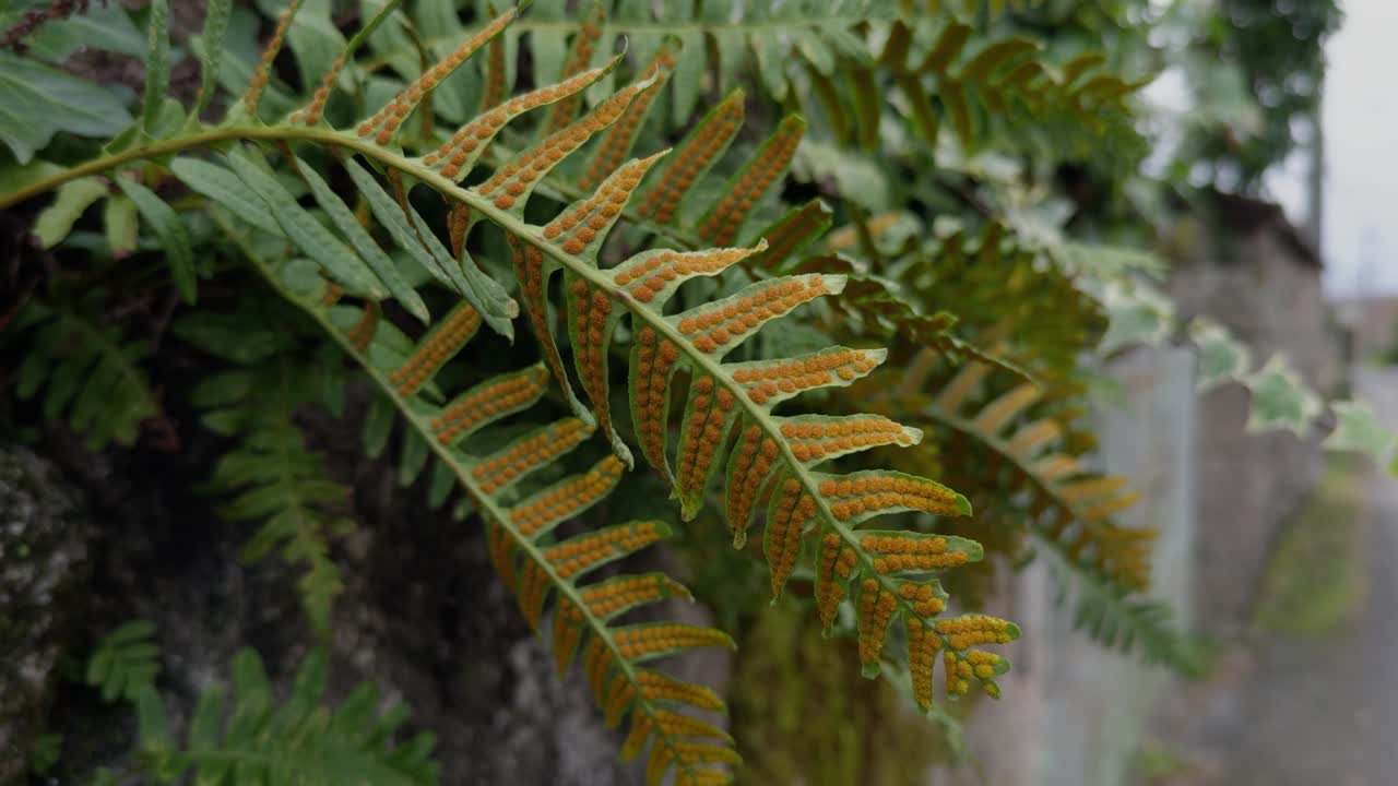 Close Up Fern Full Of Golden Sori Clusters Moved By Wind In A Fence