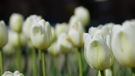 beautiful tulips in holland, michigan dutch village