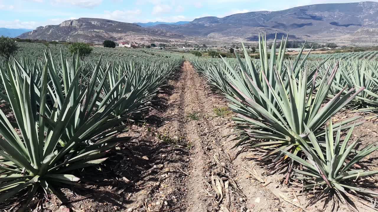 mezcal bebida mexicana plantación de agave en el valle de las montañas de oaxaca, méxico