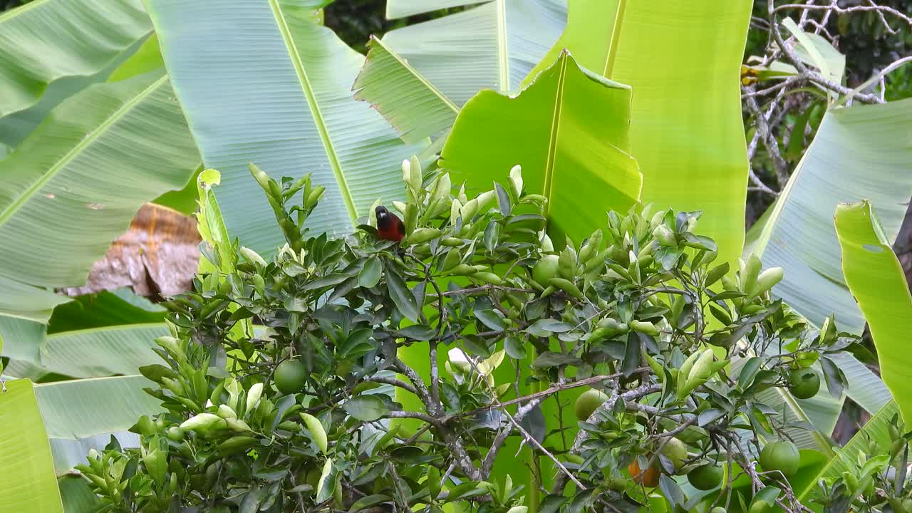 A vibrant Crimson-backed Tanager hops among green leaves before flying off.