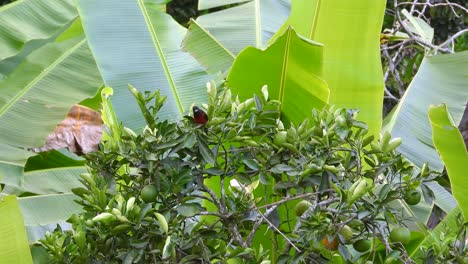 a vibrant crimson-backed tanager hops among green leaves before flying off.