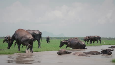 Wild-buffalo-closeup-in-national-park