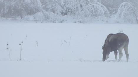 moose calf pawing and looking for food alone in a snow-covered landscape with forest backdrop