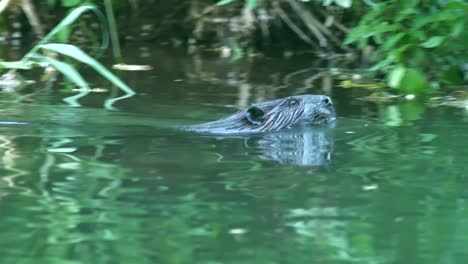 Biber-Schwimmt-Und-Entlang-Der-Küste-Durch-Einen-Sanften,-Ruhigen-Grünen-Fluss