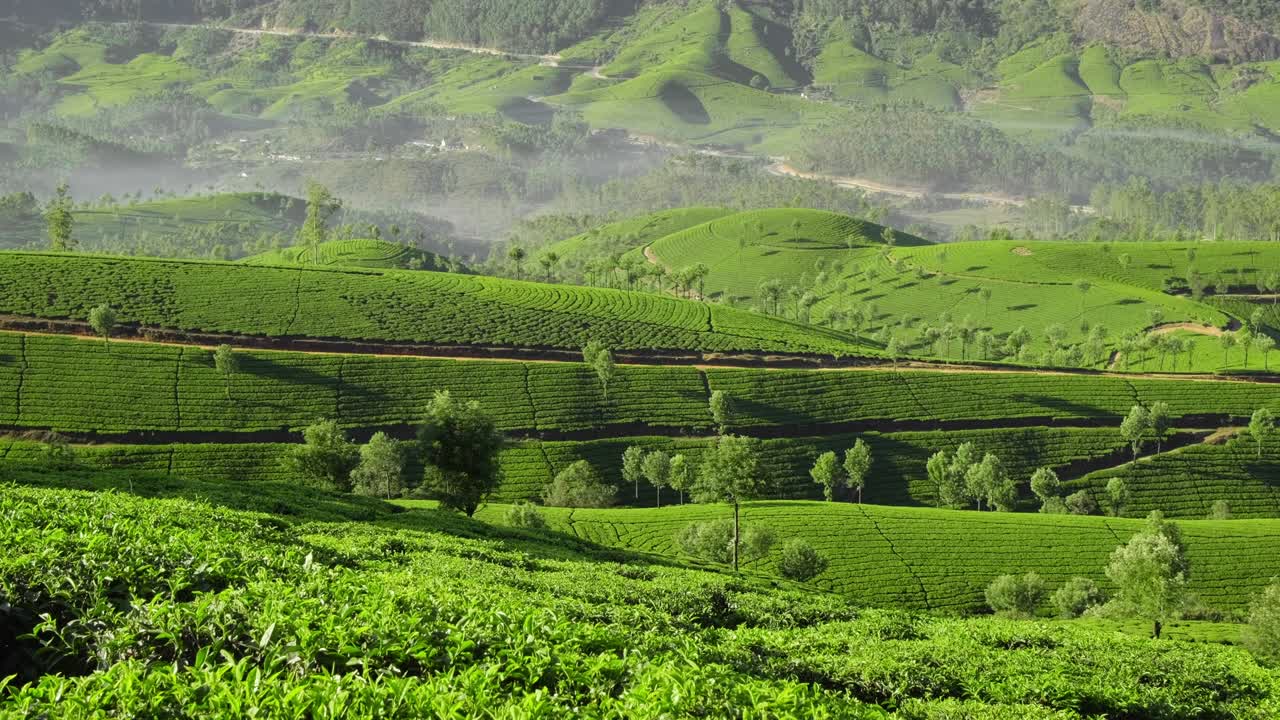 Piantagioni di tè a Munnar, Kerala, India