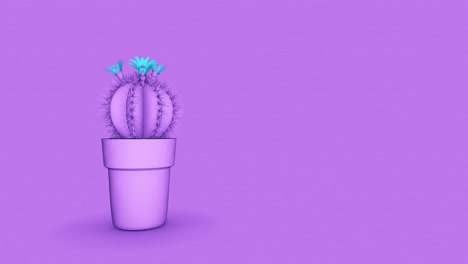 el cactus 4k