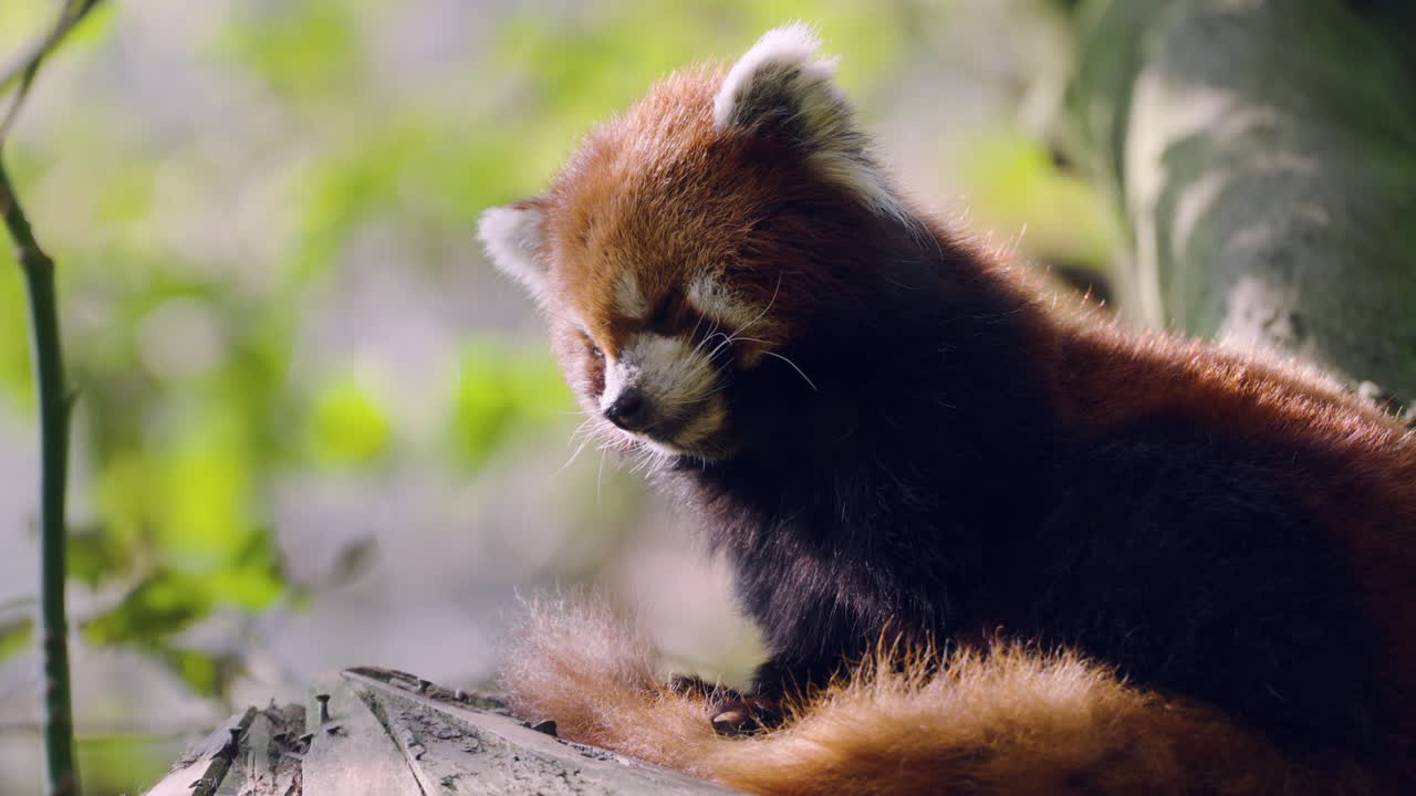 Adorabile Panda Rosso nel Santuario dei Panda di Dujiangyan, Cina - Primo piano