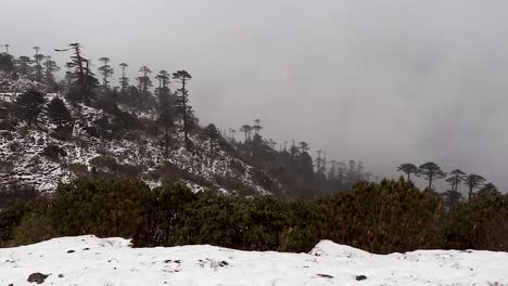 mountain covered with trees and light snow at evening from flat angle video is taken at sela pass arunachal pradesh india