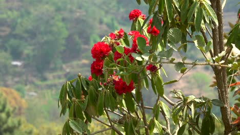 some rhododendrons blowing in the breeze on the side of a hill