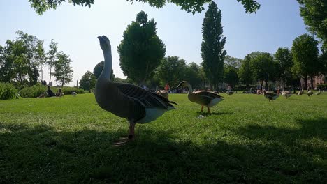 Swan-Geese-Gaggle-waddling-around-grazing-and-feeding-on-lawn-grass-in-at-Heidelberg-city-Park-with-People-in-Background