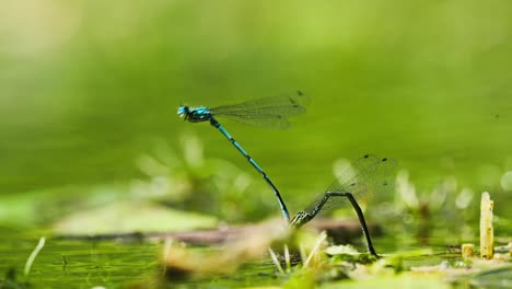 dragonfly standing erect while attached to another fly while sitting still