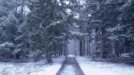 snowy forest path