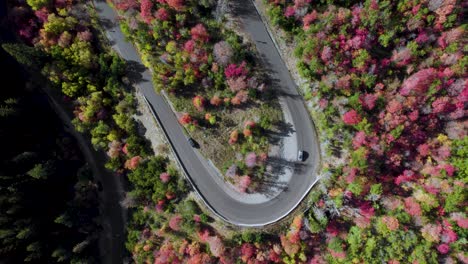 el coche conduce por una carretera entre árboles coloreados en colores otoñales