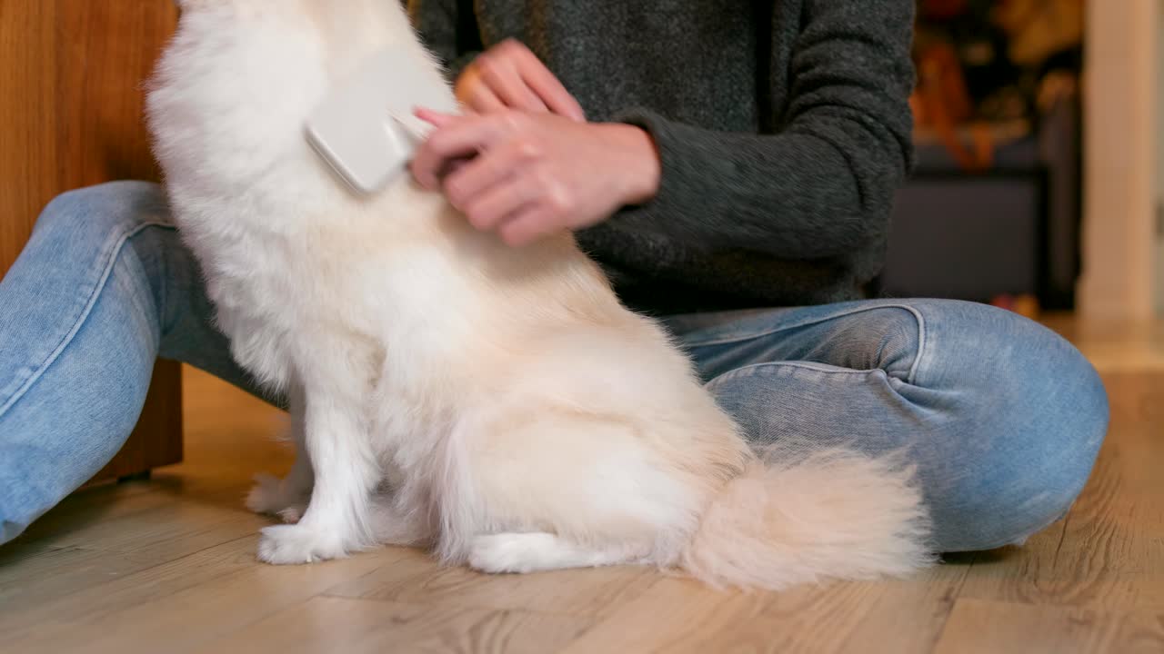 persona irreconocible cepillando su pomeraniano