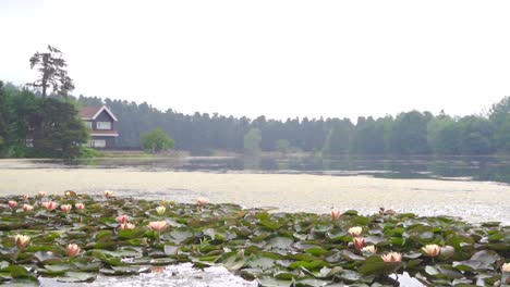 lake surrounded by trees. slow motion.