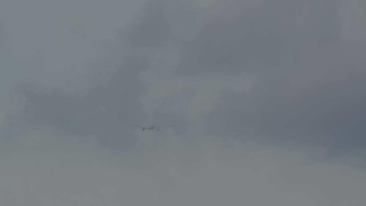 새 들 의 무리 사이 에 있는 비행기