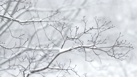 tree branches on the background of snowfall. flakes of snow falling down winter landscape.