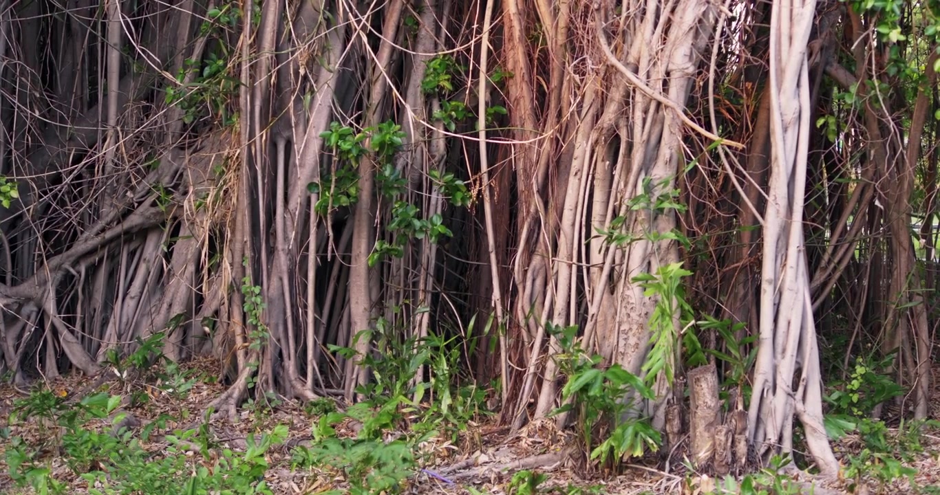 Scopri la bellezza intricata di viti rampicanti in un ambiente forestale tranquillo