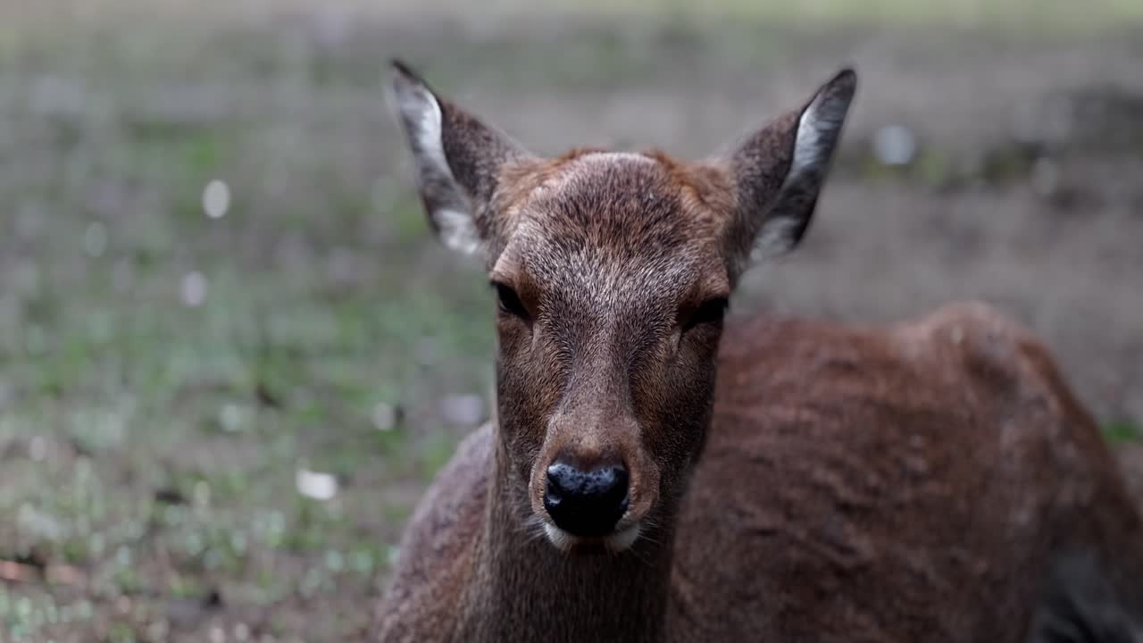 Cervo Sika a riposo, ritratto frontale, primo piano, Nara, Giappone