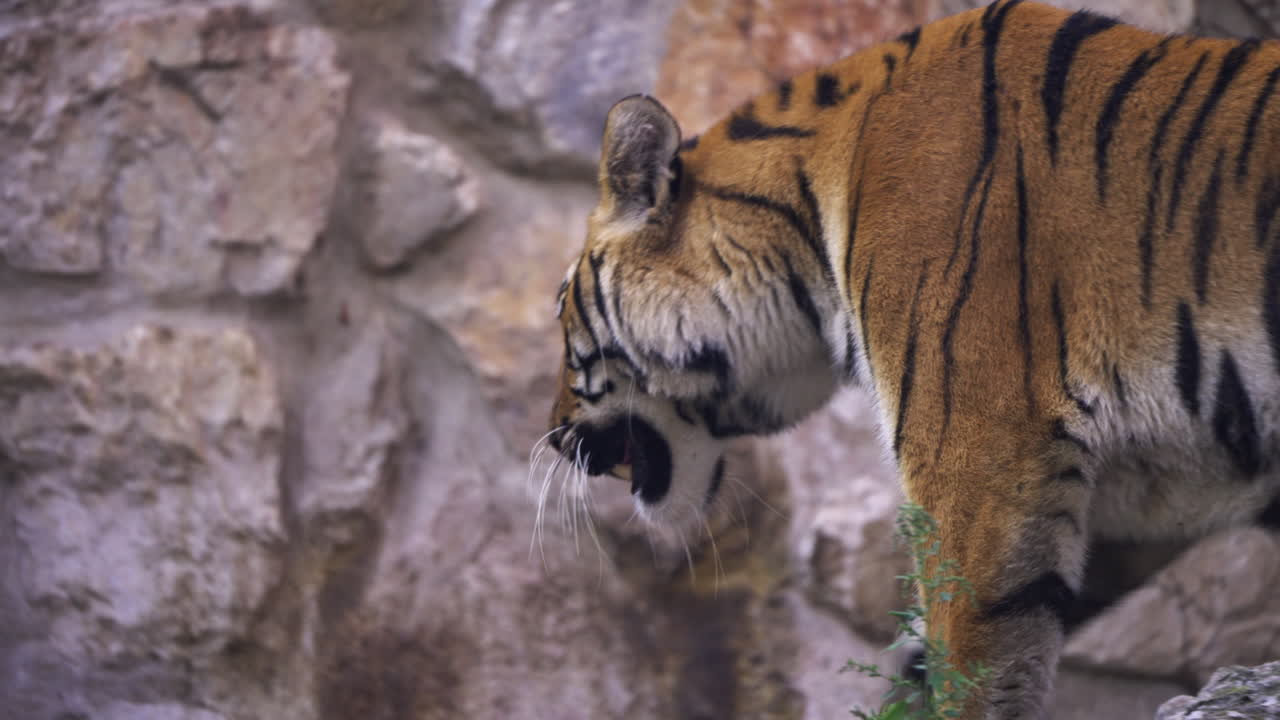 서식지에서의 호랑이