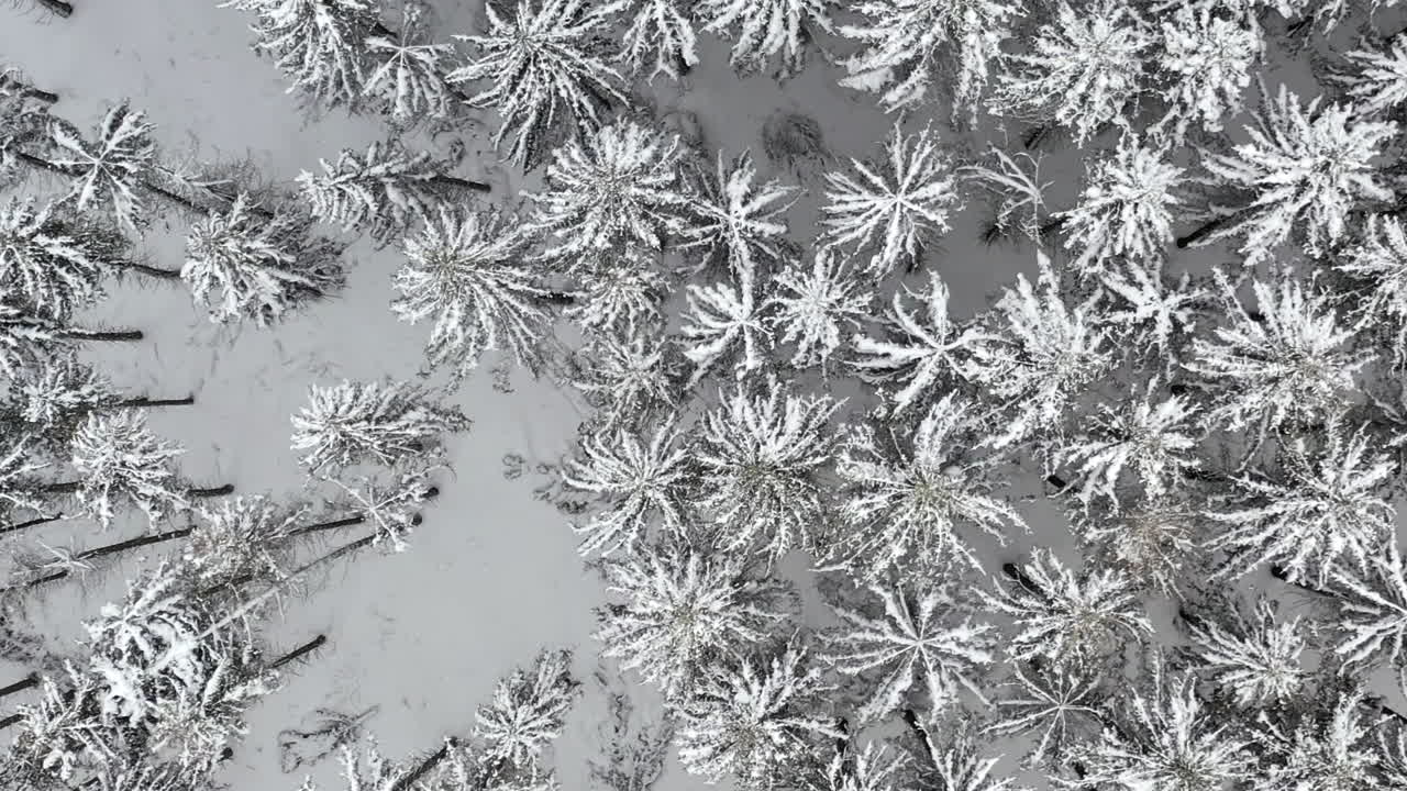 árboles de invierno cubiertos de nieve por drones