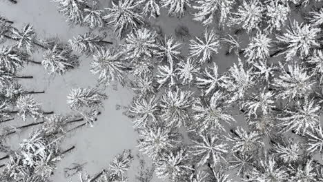 winter trees covered with snow from drone