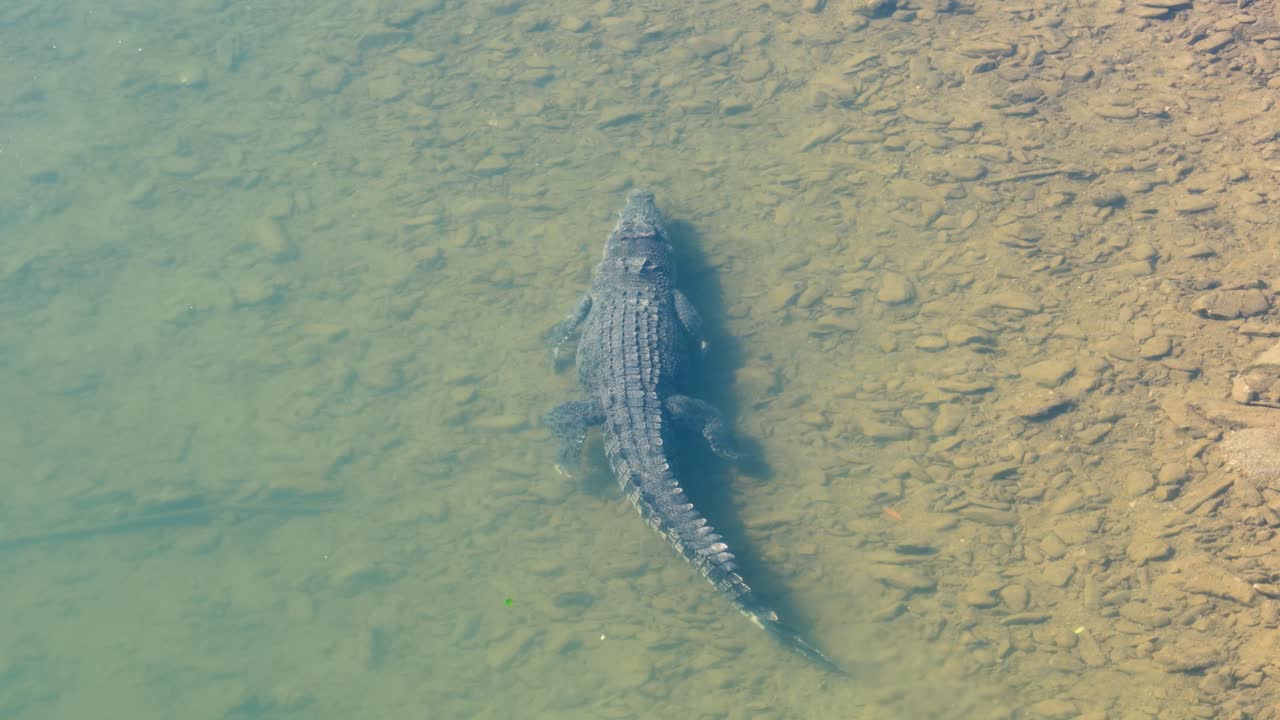 Aerial view of a saltwater crocodile swimming in the clear waters of Daintree River, showcasing its natural habitat