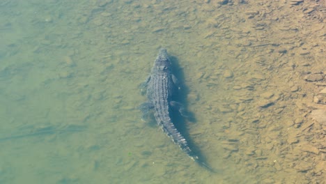 aerial view of a saltwater crocodile swimming in the clear waters of daintree river, showcasing its natural habitat
