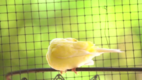 Canary-bird-inside-cage-perch-on-sticks-and-wires