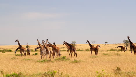 tower of giraffes at maasai mara national reserve in kenya, africa