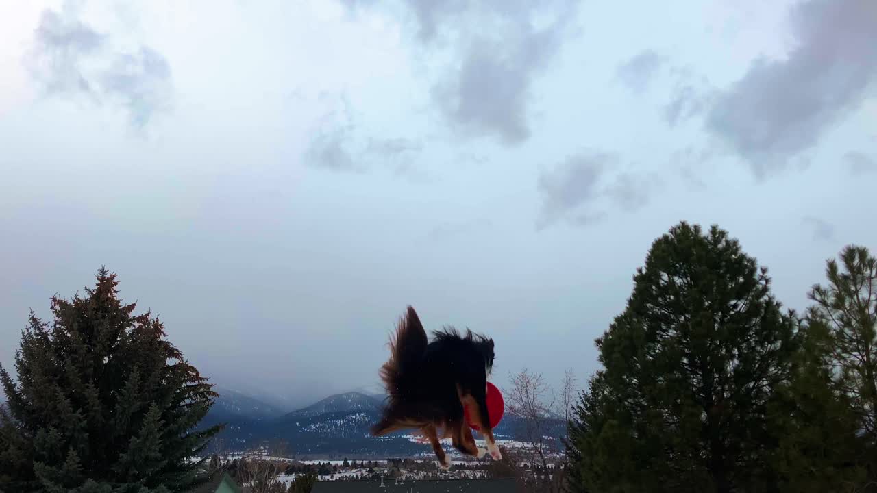 공중에서 프리스비를 잡는 호주 셰퍼드의 시네마틱 샷