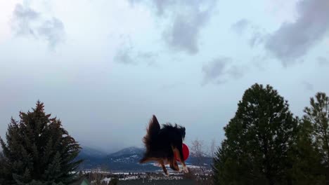 toma cinematográfica de un pastor australiano atrapando un frisbee en el aire