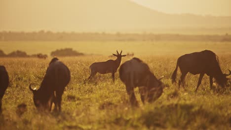 african safari animals at sunrise, lots of africa wildlife with topi and wildebeest migration in a herd in beautiful orange golden hour sunset in maasai mara in kenya savanna